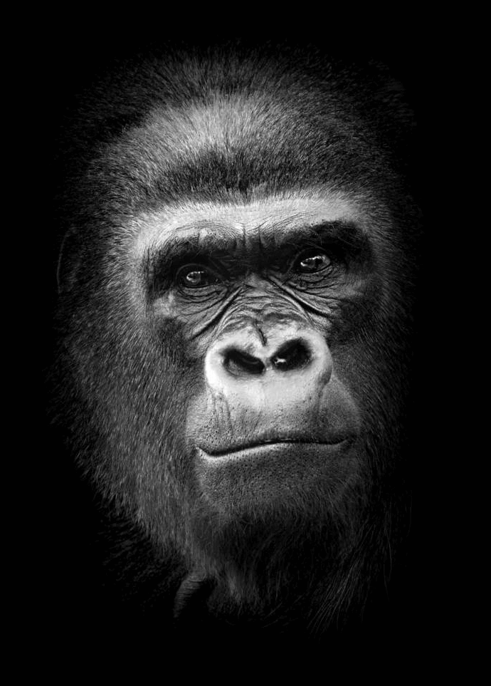 Stefan Boon's gorilla